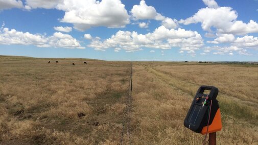 Cattle grazing on cheatgrass and ungrazed rangeland