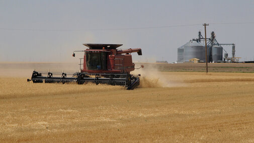 Wheat being combined