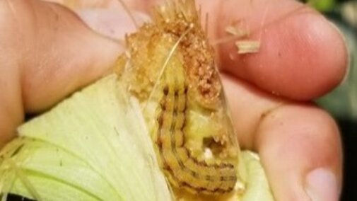 Corn earworm larva