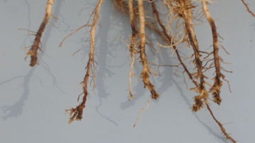 Corn root damage from root-lesion and other nematodes