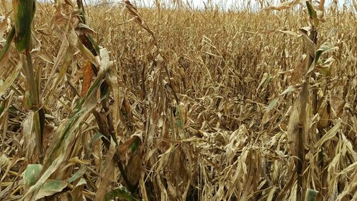 Corn going down in the field
