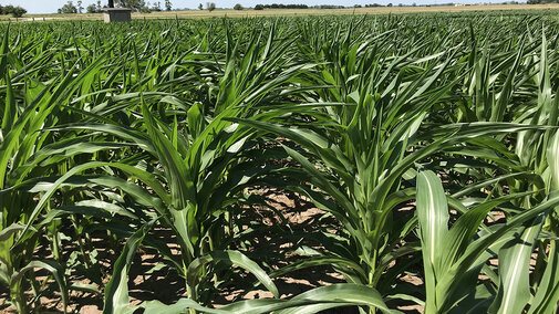 Figure 1. Corn in one of the irrigation research plots at the South Central Agricultural Lab was starting to show signs of stress Wednesday.
