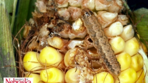 Western bean cutworm in corn