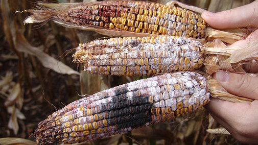 Ear rot diseases on three corn ears.