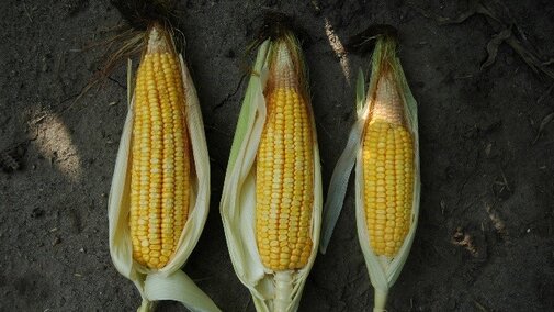 Abnormal corn ears