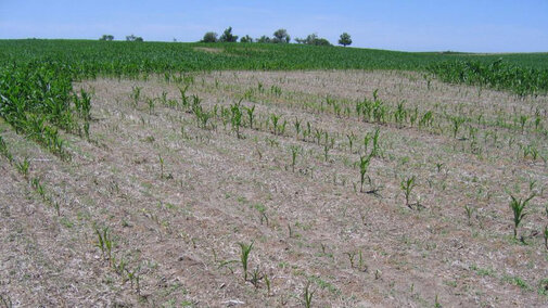 Corn nematode damage