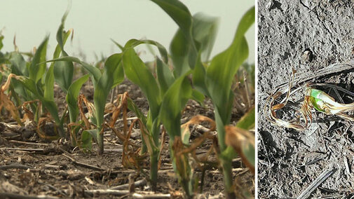 Freeze-damaged corn