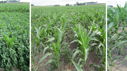 Field photos of the three herbicide treatments tested.