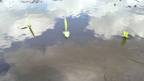Corn seedlings in flooded field