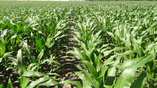 Corn at the Roger's Memorial Farm near Lincoln