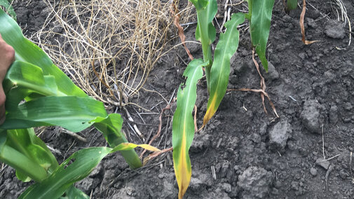 Corn leaves showing signs of nitrogen deficiency