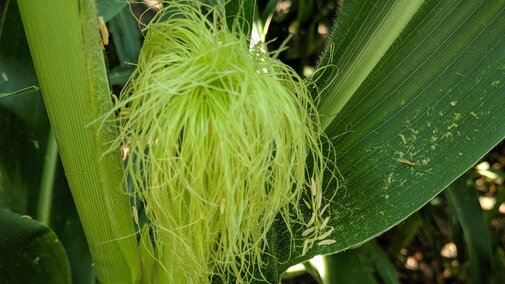 Pollen on leaves and silks in spite of heat