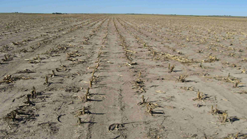 Corn stubble with little residue