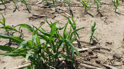 Clump of volunteer corn in corn