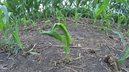 Corn with wrapped leaves in response to hail
