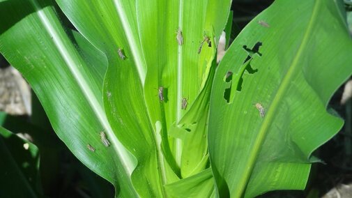 young grasshoppers on corn leaves