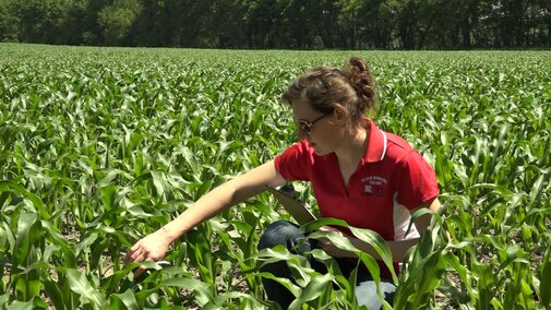 Nebraska Extension Educator Laura Thompson scouting a corn field