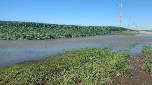 Edge of a flooded corn field with plants knocked down by wind and water.