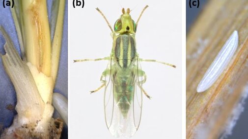 Wheat stem maggot