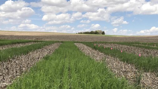 Cover crops