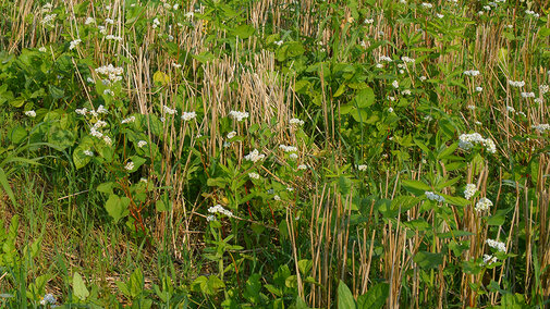 Cover crop plots