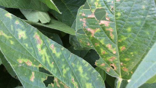 Soybean leaves with disease symptoms