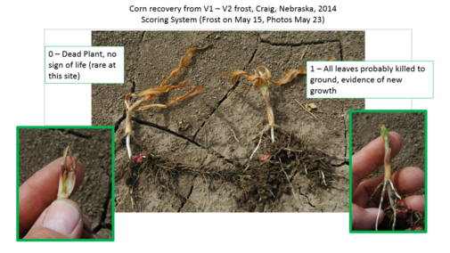 Photos illustrating two points in rating system used to evaluate freeze damage to seedling corn. These show corn recovery from frost at V1-V2 growth stage in 2014 near Craig