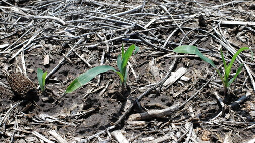 cross-banded corn
