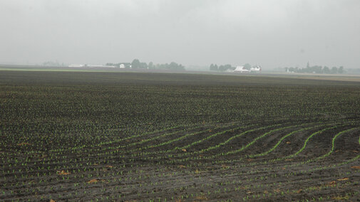 Late-planted corn in saturated soil