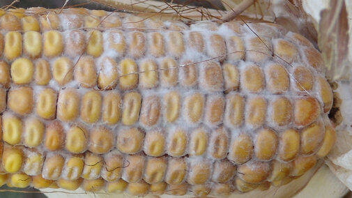 Diplodia fungus on a corn ear