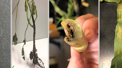 In soybean: brown stem rot and Phytophthora root and stem rot; in corn: bacterial stalk rot and Physoderma brown spot