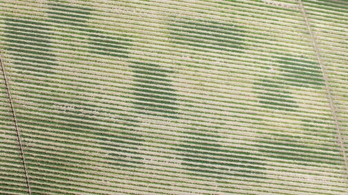 Figure 1. Aerial imagery was collected at bean emergence using a drone. All dark green rows correspond to plots with different rates of char (10, 20, 30, 40, and 60 tons/acre).