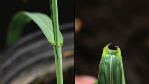 Auricles of Canada wildrye