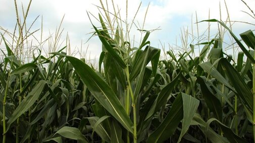 Modern corn hybrids, shown here, differ significantly from hybrids of 50 years ago.
