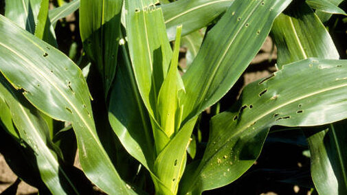 European corn borer 