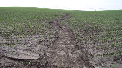 Ephermeral gully in a corn field.