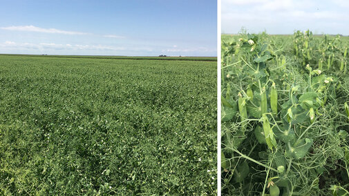 Field of field peas
