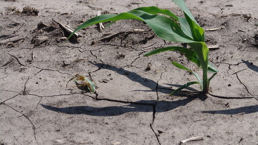 Corn seedling damage