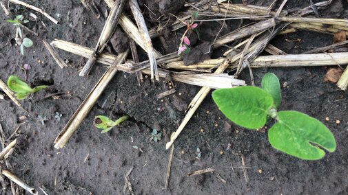 Soybean seedling with disease injury