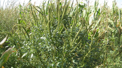 Palmer amaranth