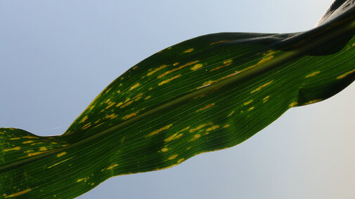 Bacterial leaf streak lesions of corn