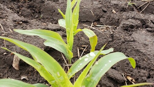 corn emerging from the ground