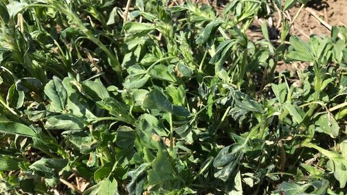 Initial freeze damage to alfalfa