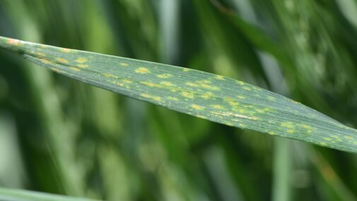 fungal leaf spot disease on wheat