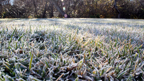 frost on grass in lawn