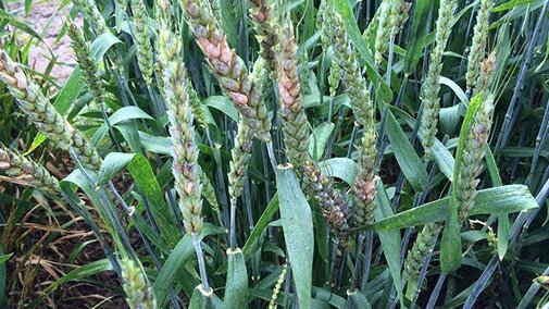 Fusarium head blight