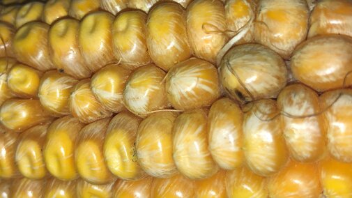 Starburst pattern on Fusarium-infected corn kernels