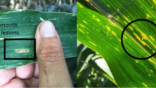 Comparison of lesions of gray leaf spot