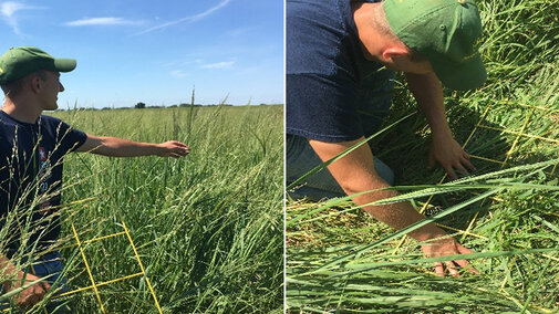 Agronomy Student Joey Geisler checks plant growth stage (left) and uses a frequency frame to determine the number of tillers in switchgrass stand.