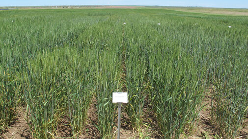 Field trial of Husker Genetics Ruth